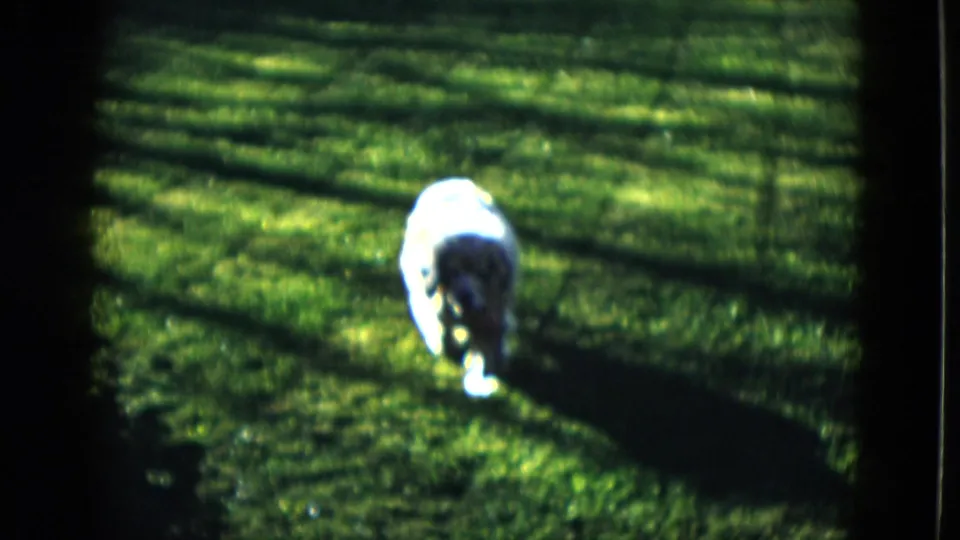 Tan dog runs across a bright lawn in 1958 Las Vegas home-movie footage, with deep shadows and soft 8mm focus.
