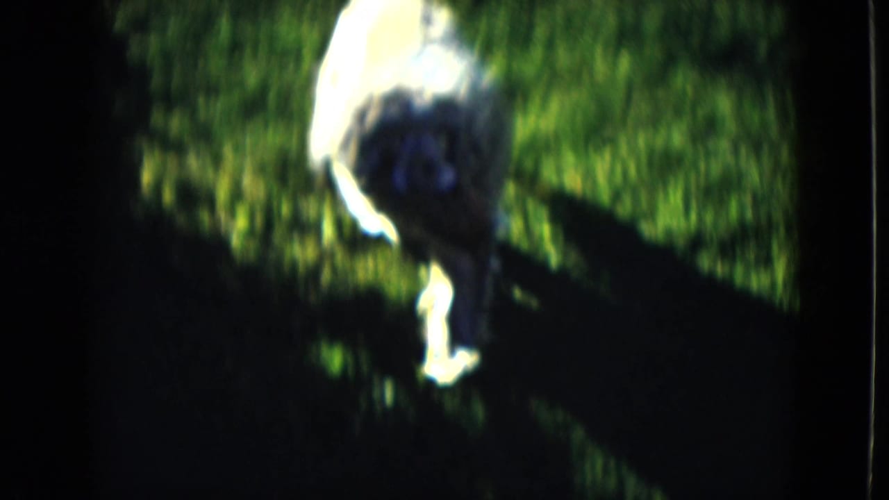 A tan dog crosses the grass in bright sunlight, seen in soft 8mm color with pronounced shadow and blur.