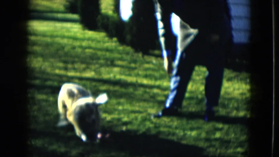 An adult in blue pants stands by a tan dog on a sunlit Las Vegas lawn, with shrubs and a partial house exterior visible.