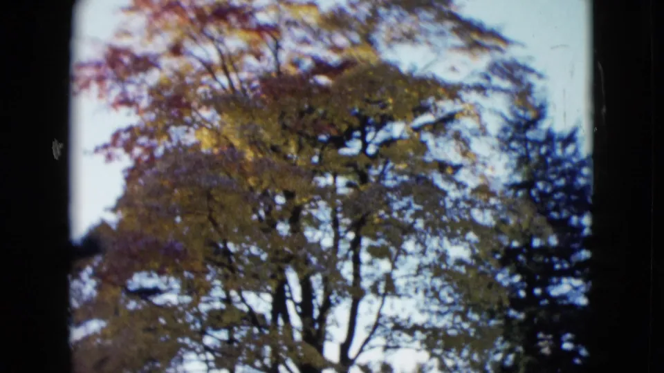 Close 8mm view of a large autumn-colored tree with surrounding darker trees and bright sky behind it.