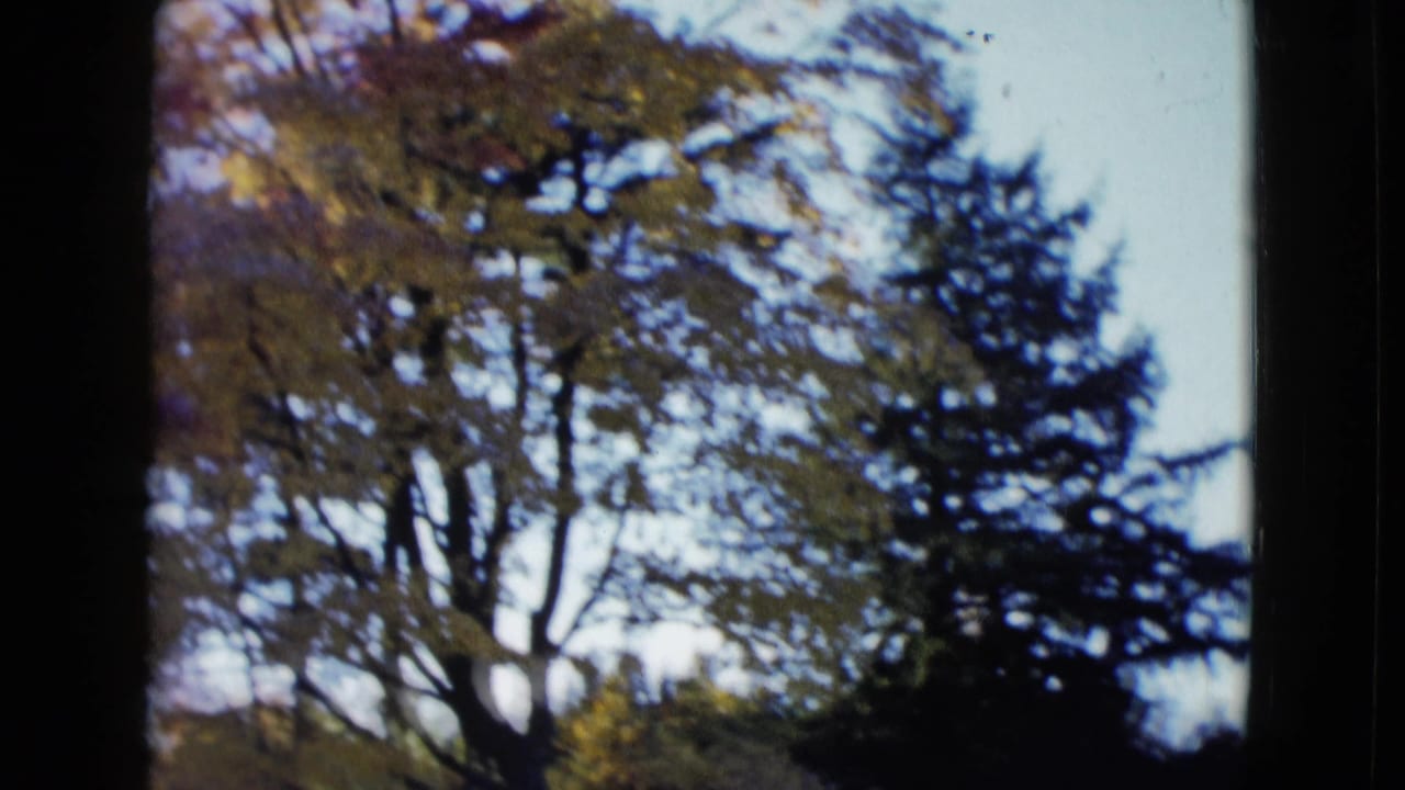 1958 Las Vegas home-movie frame showing leafy trees and pale sky viewed from a shaded edge or opening.