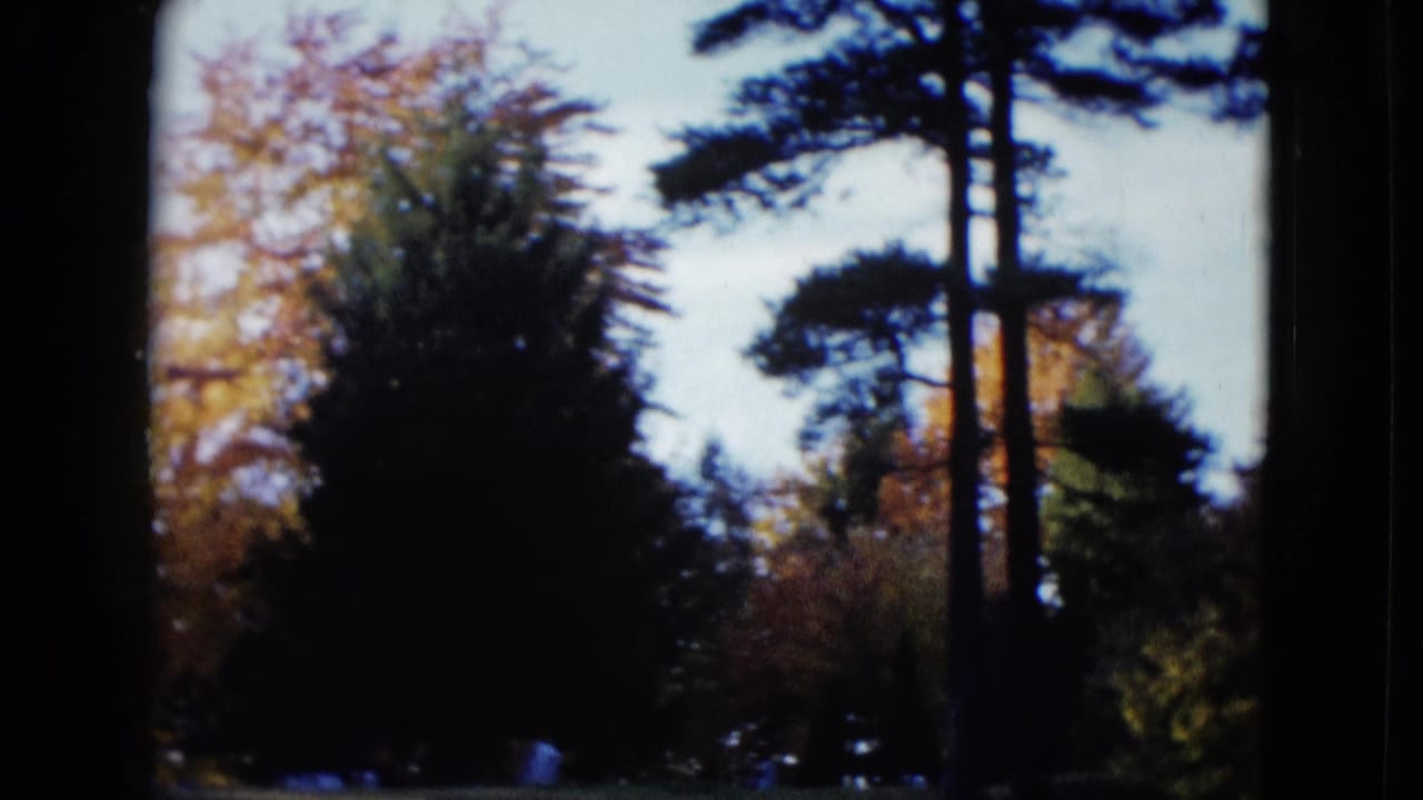 1958 8mm home-movie frame of tall trees, leafy foliage, and pale sky in the supplied Las Vegas-area clip.