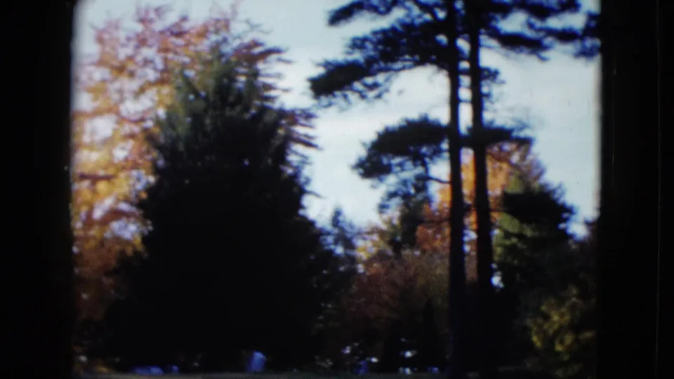 1958 8mm home-movie frame of tall trees, leafy foliage, and pale sky in the supplied Las Vegas-area clip.