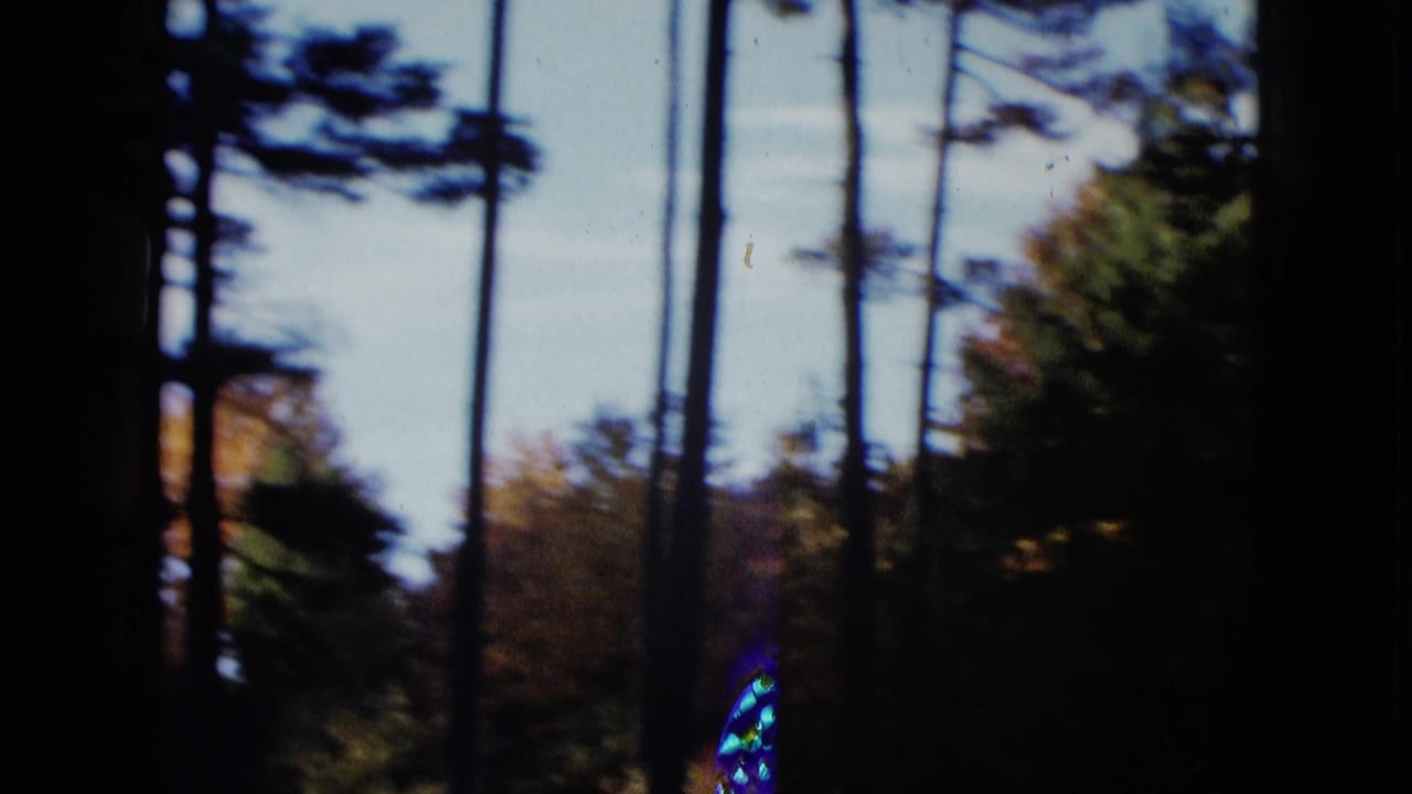 1958 8mm frame from the Las Vegas-area clip showing tall trunks, shaded foliage, and open sky.
