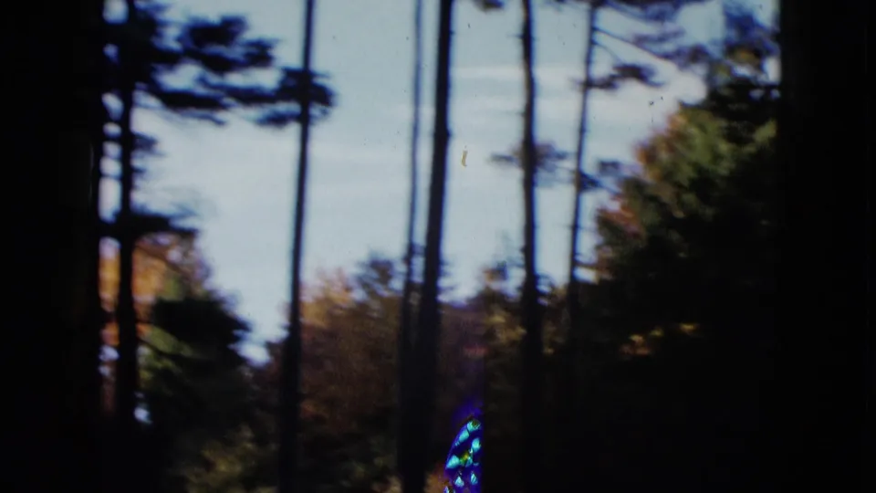 1958 8mm frame from the Las Vegas-area clip showing tall trunks, shaded foliage, and open sky.