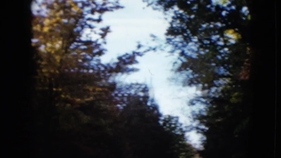 1958 8mm frame from the supplied Las Vegas-area footage showing dense trees beneath pale sky.