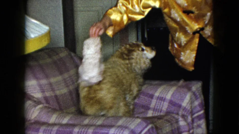 In 1958 Las Vegas home-movie footage, a woman in a gold satin jacket teases a fluffy brown dog with a white stuffed toy indoors.
