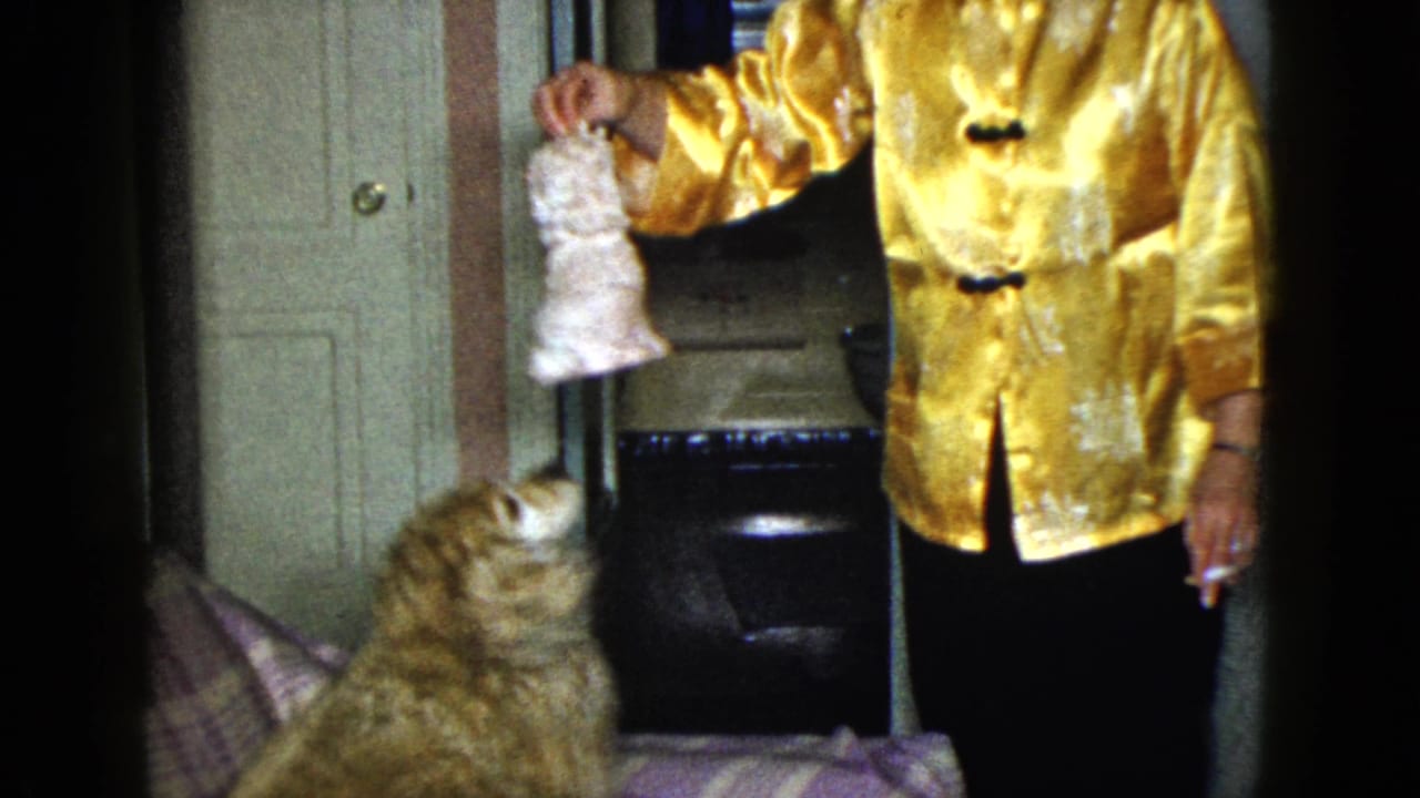 The dog watches a white stuffed toy as the woman in a gold jacket holds it out of reach inside a private Las Vegas interior.