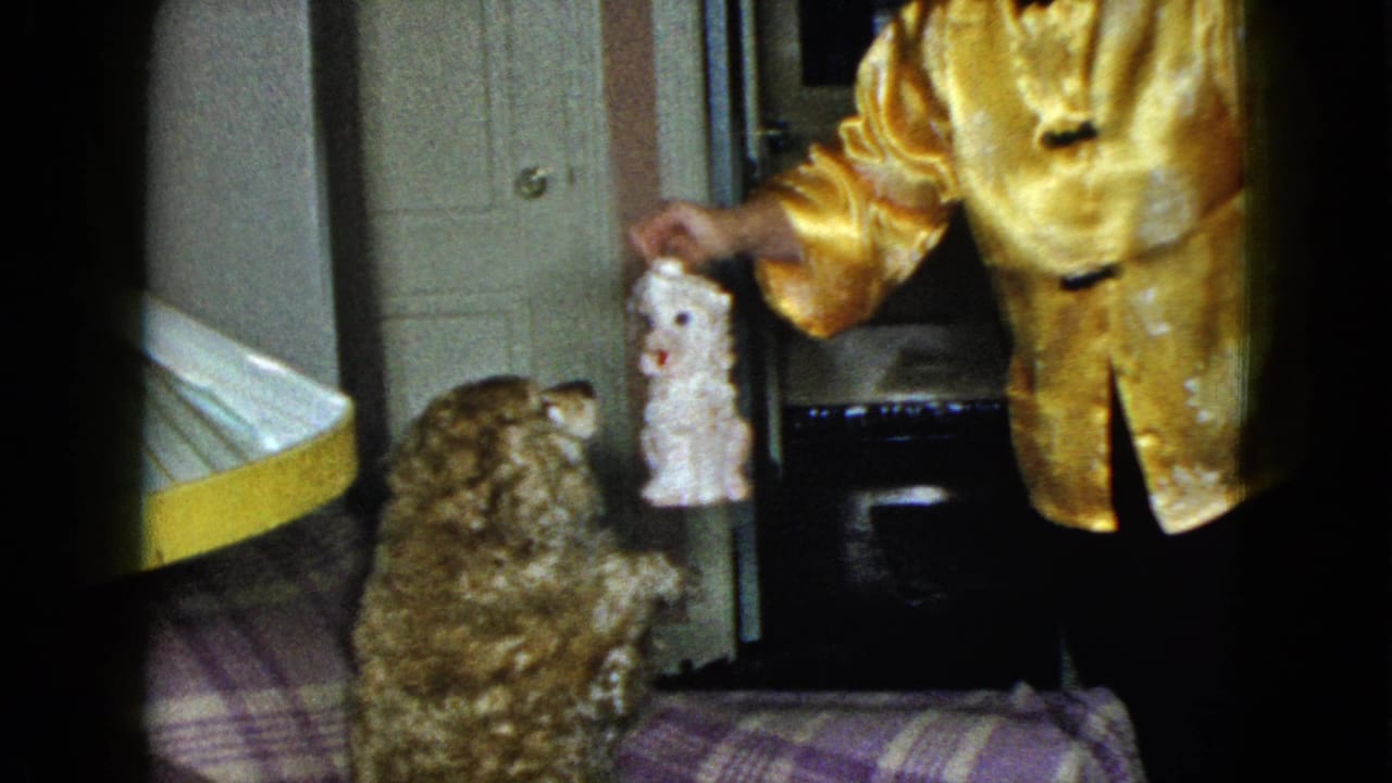 Woman in a gold jacket holds a white toy above a fluffy brown dog on a plaid sofa.