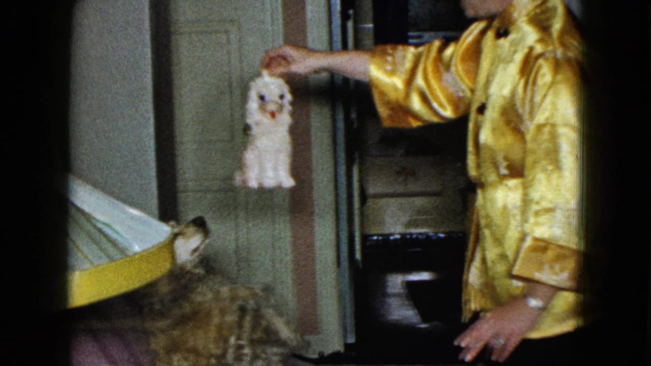 Dog looks up from the couch as the man holds a white plush toy out of reach.