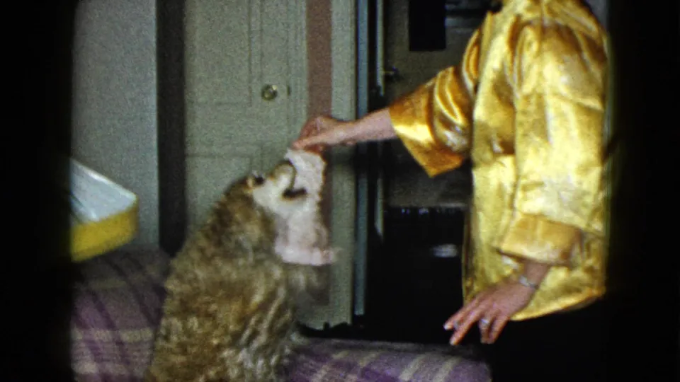 A fluffy dog reaches toward the plush toy as the man in a shiny gold shirt lowers it in a 1958 home interior.
