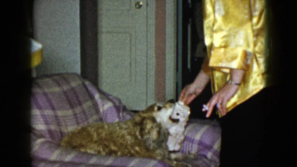 The dog gets hold of the white plush toy as the man leans over it in the private Las Vegas living room.