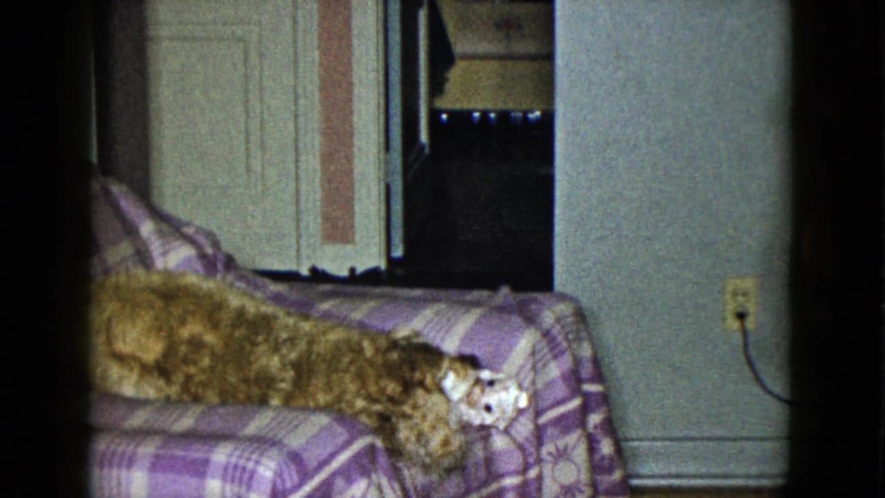 A small brown-and-white dog lies lengthwise on a purple plaid couch inside the Las Vegas home interior.