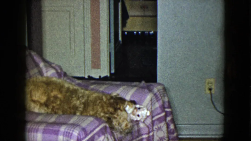 A small brown-and-white dog lies lengthwise on a purple plaid couch inside the Las Vegas home interior.