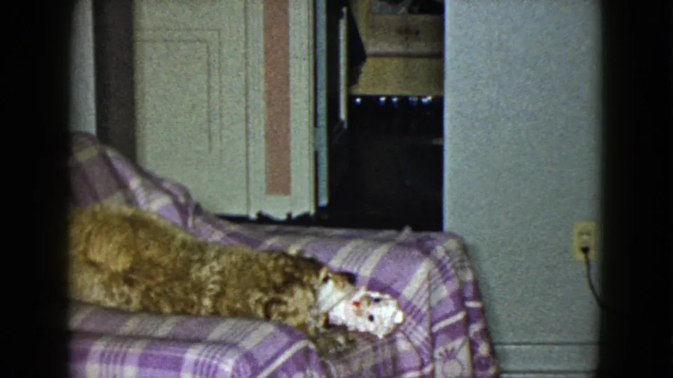 The dog remains on the purple plaid couch, with a paneled doorway and wall outlet visible in the private interior.