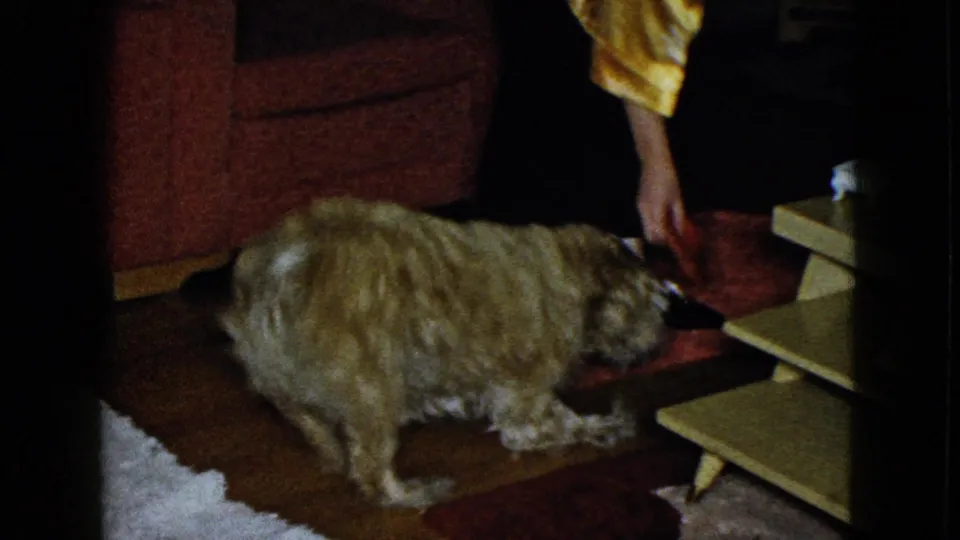 A small fluffy dog stands by the light rug as the woman in the gold blouse reaches down near a low table.