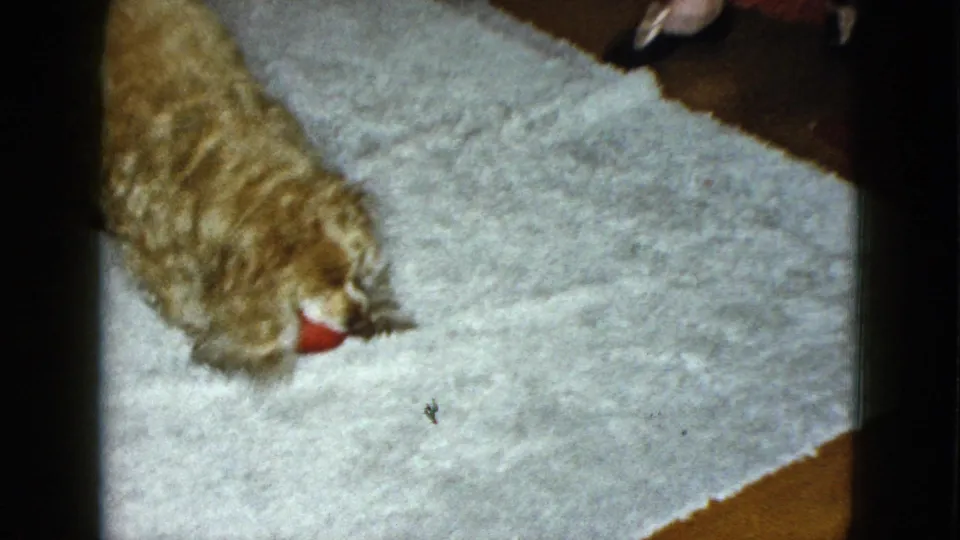 The small dog lowers its head to a red toy on a light rug in the 1958 Las Vegas interior scene.