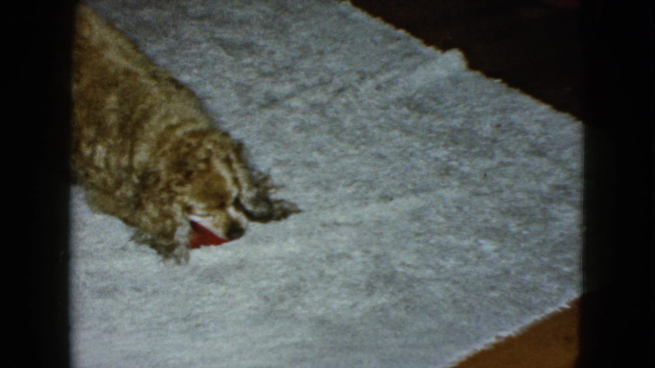 Fluffy golden dog lying on a light gray carpet with a red toy near its mouth.