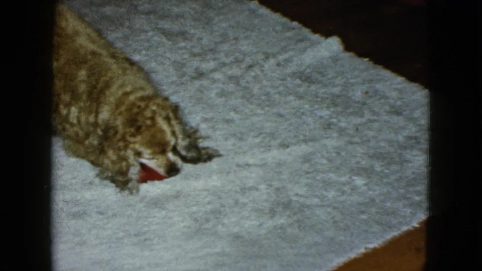 In 1958 Las Vegas home-movie footage, a fluffy golden dog lies on a pale gray carpet while mouthing a small red toy.