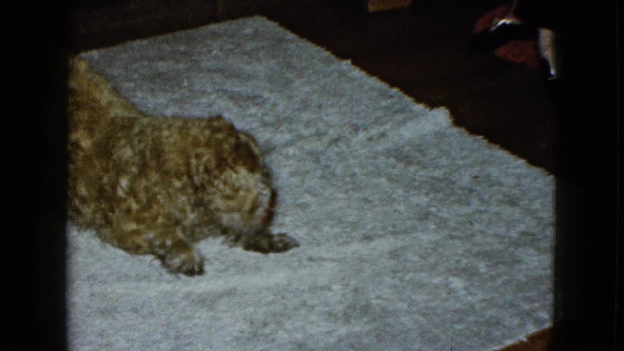 Golden long-haired dog crouched on a light gray carpet in a dim interior.