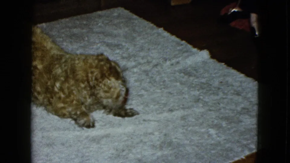 A long-haired golden dog crouches on a pale carpet inside a private room in the 1958 Las Vegas home-movie clip.