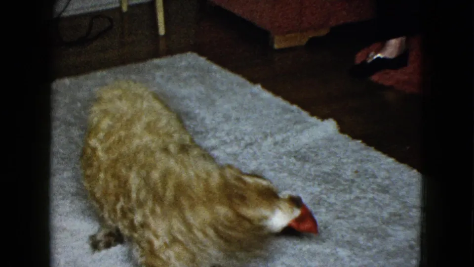 Seen from above, the golden dog keeps the red toy near its mouth on the gray carpet in the home interior.