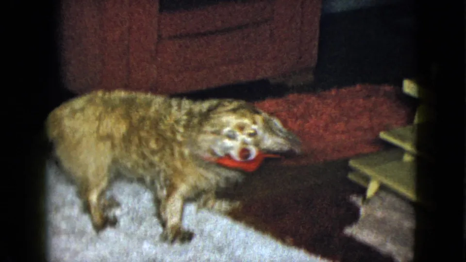 The golden dog stands near a gray carpet and red mat while furniture and a person's feet appear in the private interior.