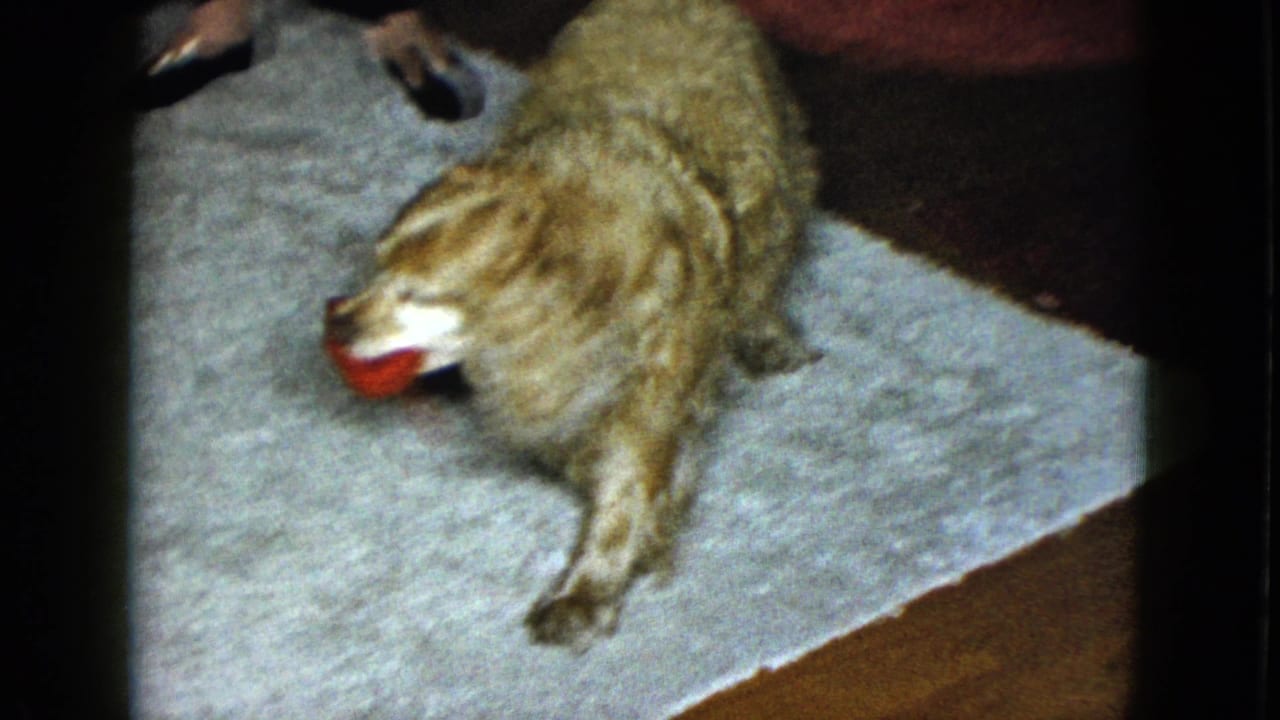 Light-brown cocker spaniel carrying a red toy across a white rug indoors.
