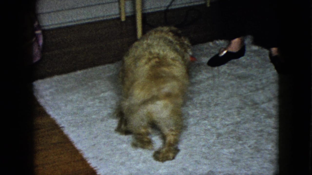 1958 Las Vegas home-movie frame of the spaniel turned away on a white rug, with adult feet nearby.