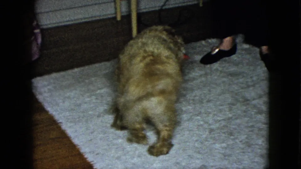 1958 Las Vegas home-movie frame of the spaniel turned away on a white rug, with adult feet nearby.