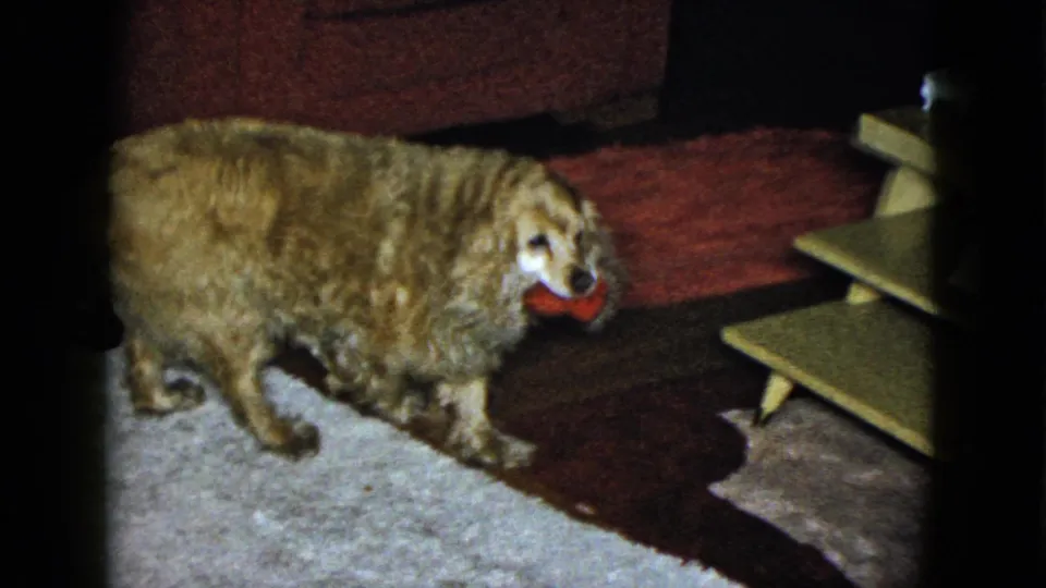1958 Las Vegas home-movie frame of a cocker spaniel carrying a red toy beside a rug and low furniture.
