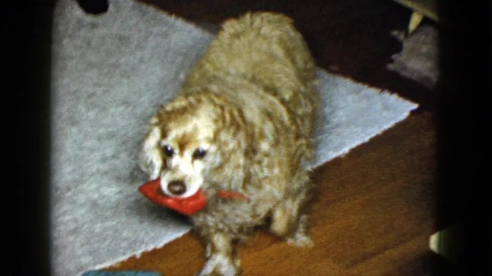 1958 Las Vegas home-movie frame of a light-brown cocker spaniel facing the camera with a red toy indoors.