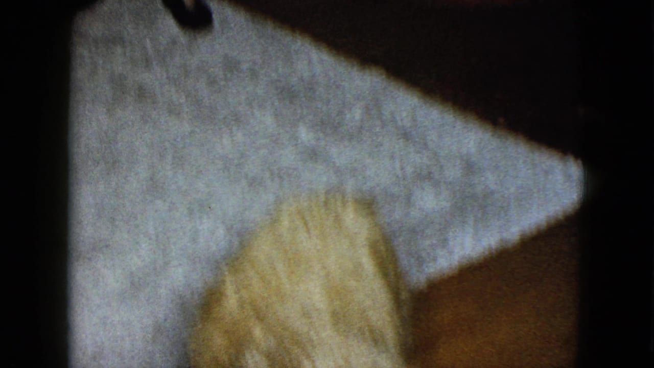 Soft close view of a light-brown dog on carpet near a dark-edged frame.