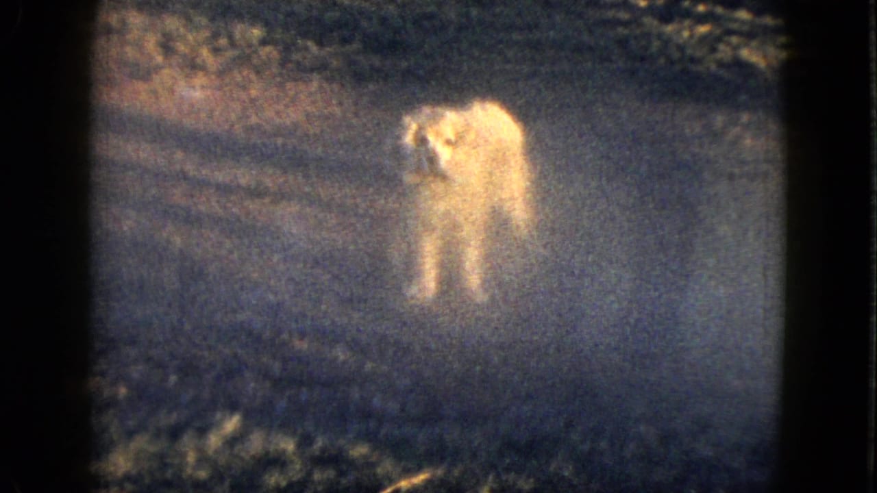 Pale animal-like figure moving through a dark, grainy outdoor scene.