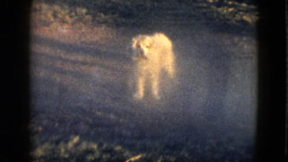 1958 Las Vegas-area 8mm frame with a pale animal-like form against dark ground and soft brush texture.