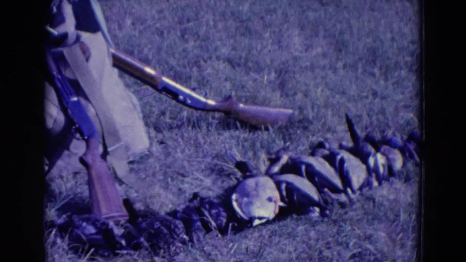 Mid-century 8mm frame from Omaha, Nebraska, showing shotguns and harvested ducks laid out in a field setting.