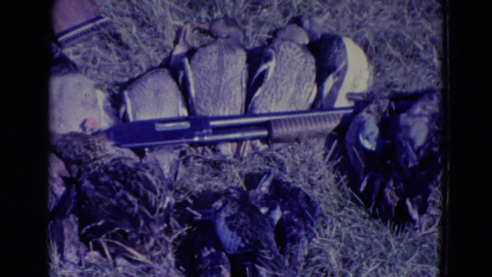 Close 8mm view from the Omaha 1958 hunting footage showing harvested ducks grouped in grass with a shotgun in the foreground.