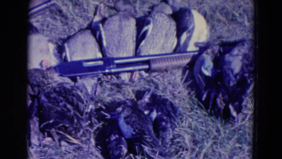 Close 1958 Omaha-area hunting detail with harvested ducks, a shotgun, grass, and field gear in blue-purple 8mm color.