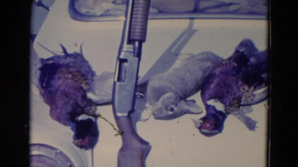 1958 Omaha-area home-movie frame showing harvested pheasants and a rabbit beside a shotgun on a light vehicle surface.