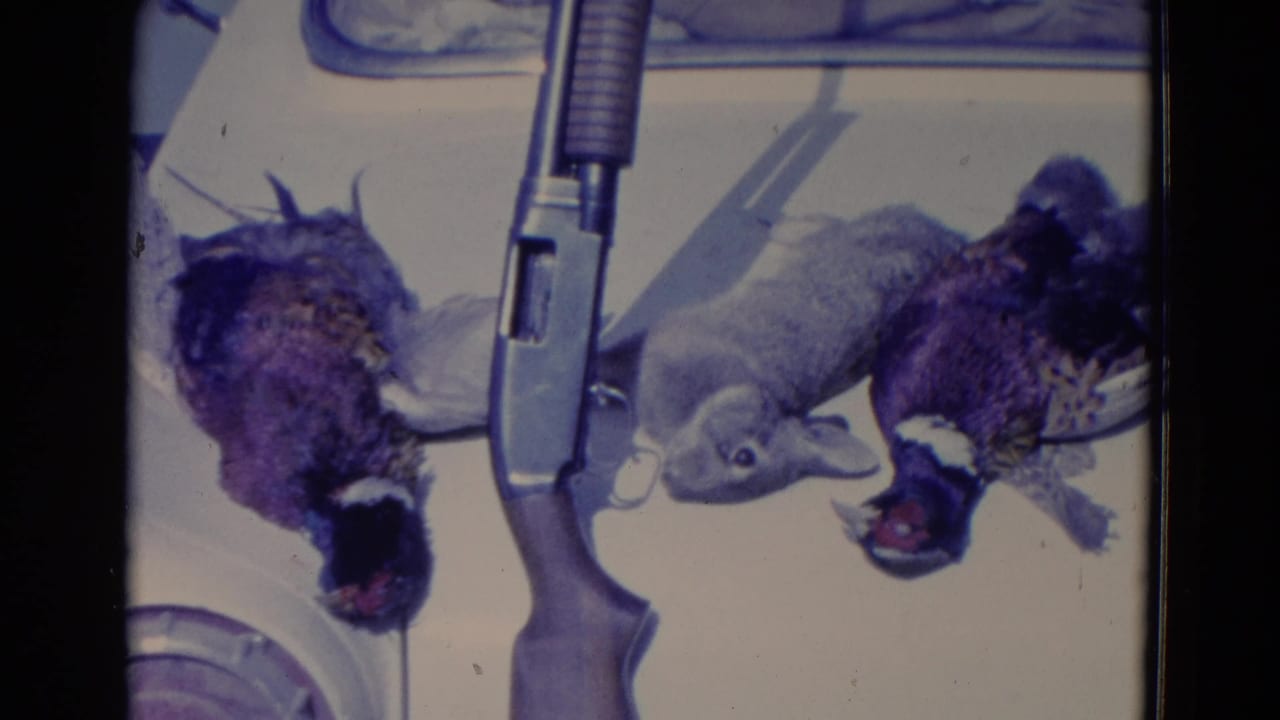 Harvested birds and a rabbit beside a shotgun on a pale vehicle surface.