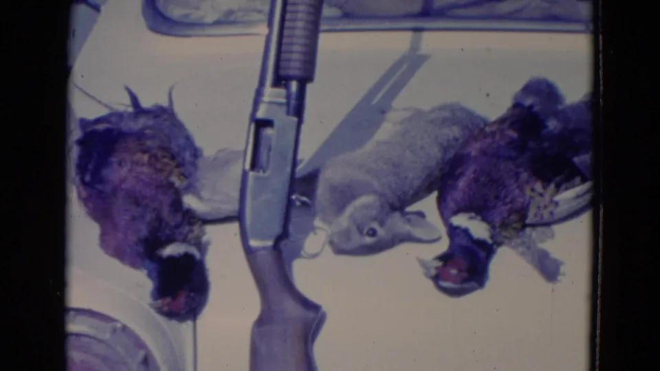 Home-movie frame from the 1958 Omaha-area hunting footage showing a shotgun laid between harvested pheasants and a rabbit.