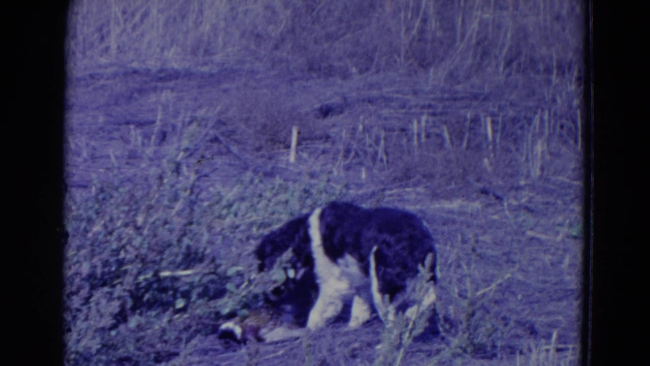 Black-and-white hunting dog sniffing near a downed bird in a field.