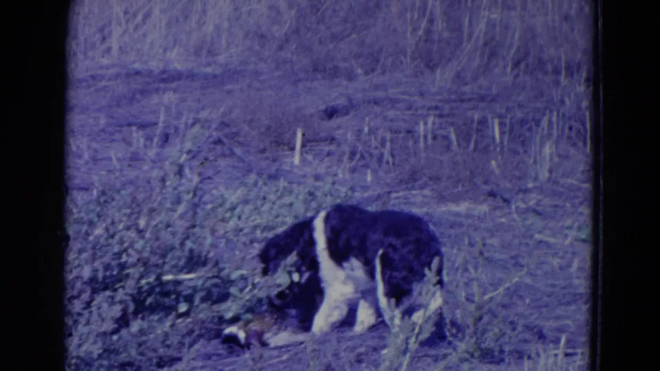1958 Omaha-area home-movie frame of a black-and-white hunting dog investigating a downed bird in dry field grass.