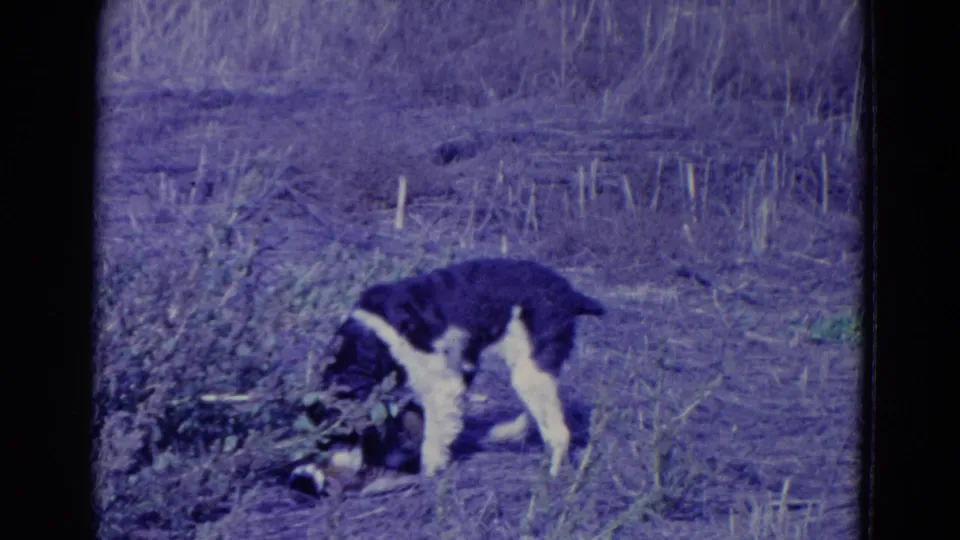 1958 Omaha-area 8mm frame showing the hunting dog standing over its find amid dry grass, brush, and muted purple film color.