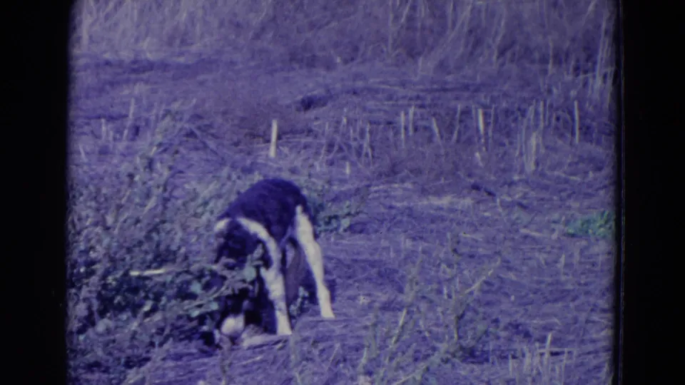 1958 Omaha-area home-movie frame of the dog bending toward the bird beside low brush and cut field grass.