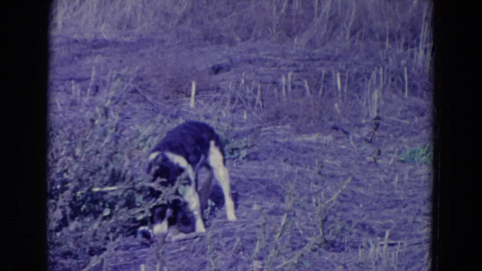 1958 Omaha home-movie frame showing a black-and-white hunting dog lowering its head toward a fallen duck in dry grass.