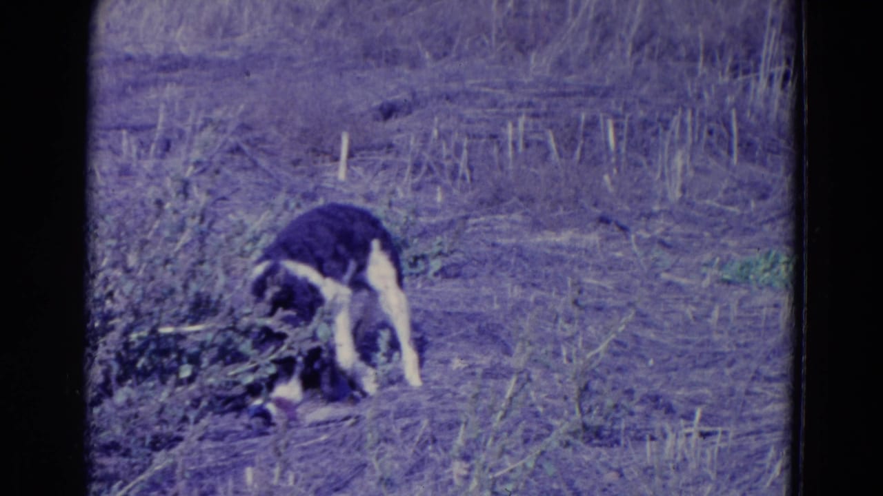 Dog crouches over the duck among grass and low vegetation.