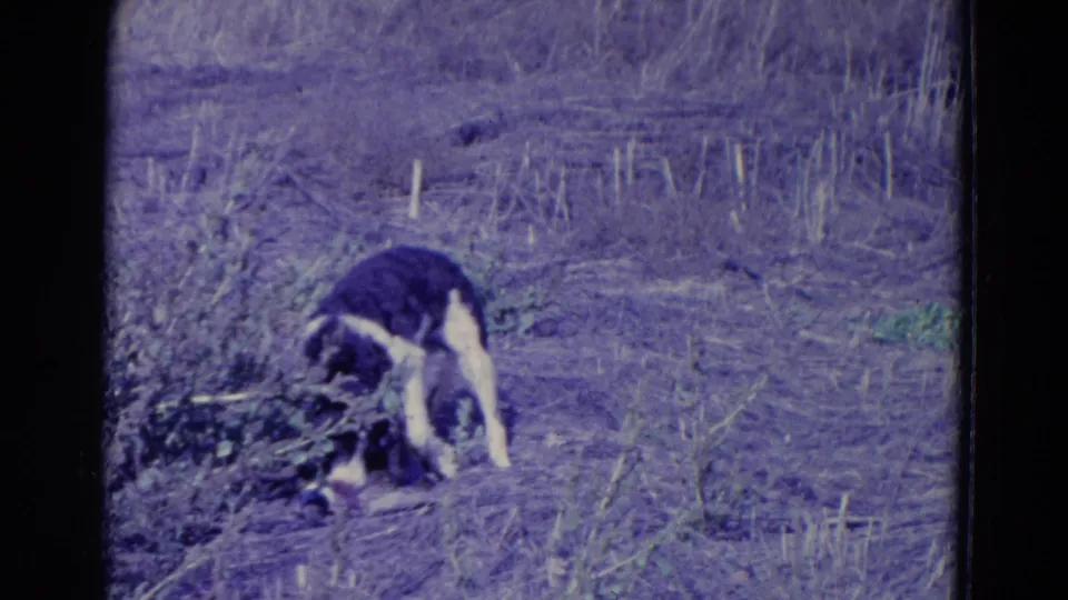 The dog remains focused on the duck in a grassy Omaha field, with soft focus and purple-tinted 8mm color shift.