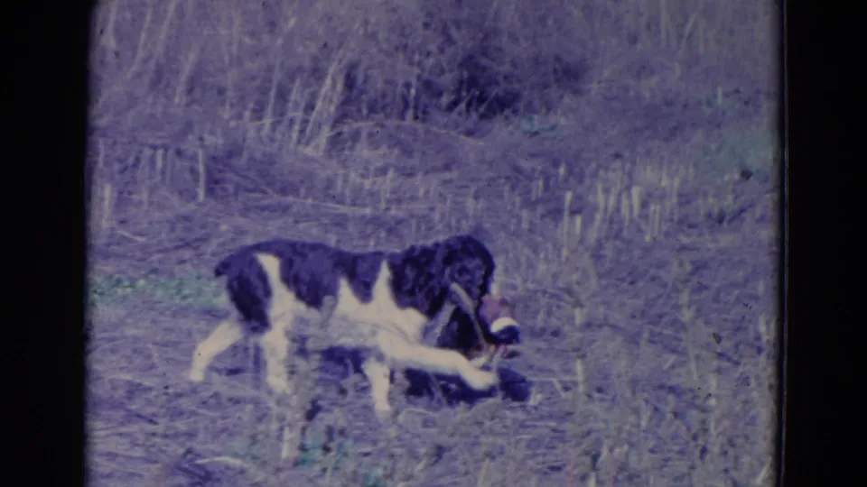 Black-and-white hunting dog carries the fallen duck across a dry grassy field in this 1958 Omaha 8mm frame.
