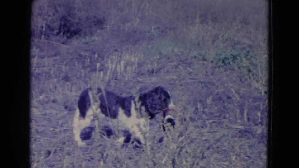 The dog pauses in the grassy field with the retrieved duck near its mouth, framed by aged 8mm grain and dark borders.